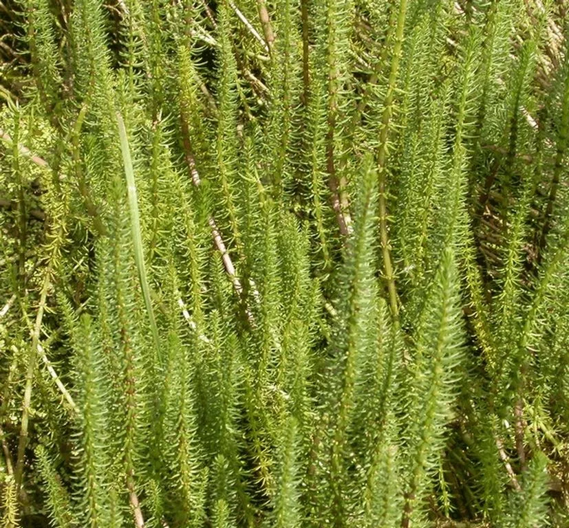 Hippurus vulgaris