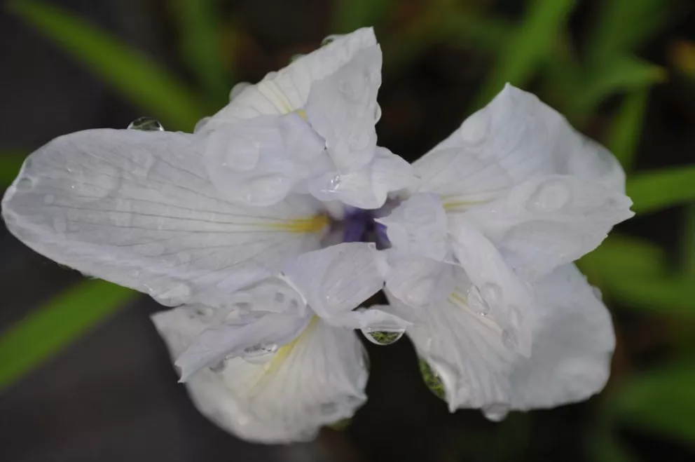 Iris laevigata 'Snowdrift'