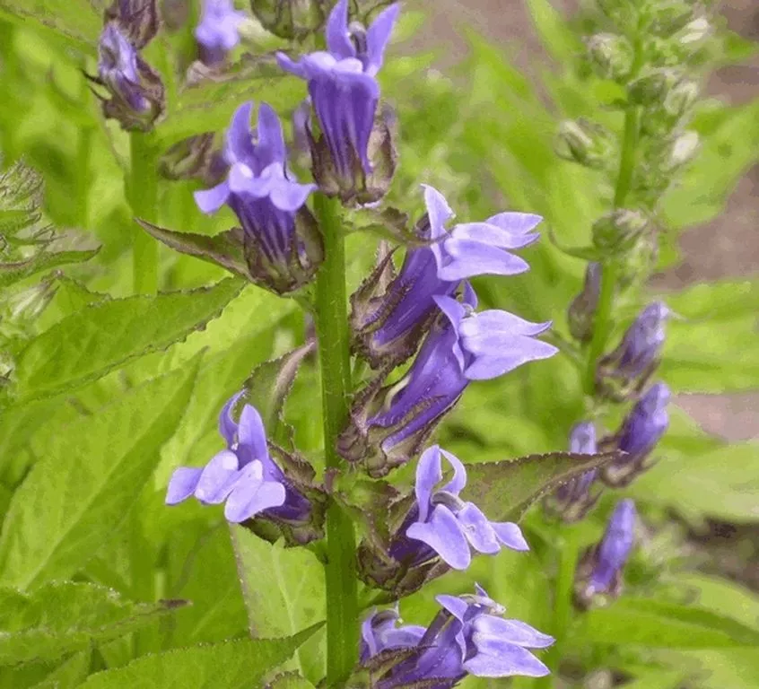 Lobelia cardinalis