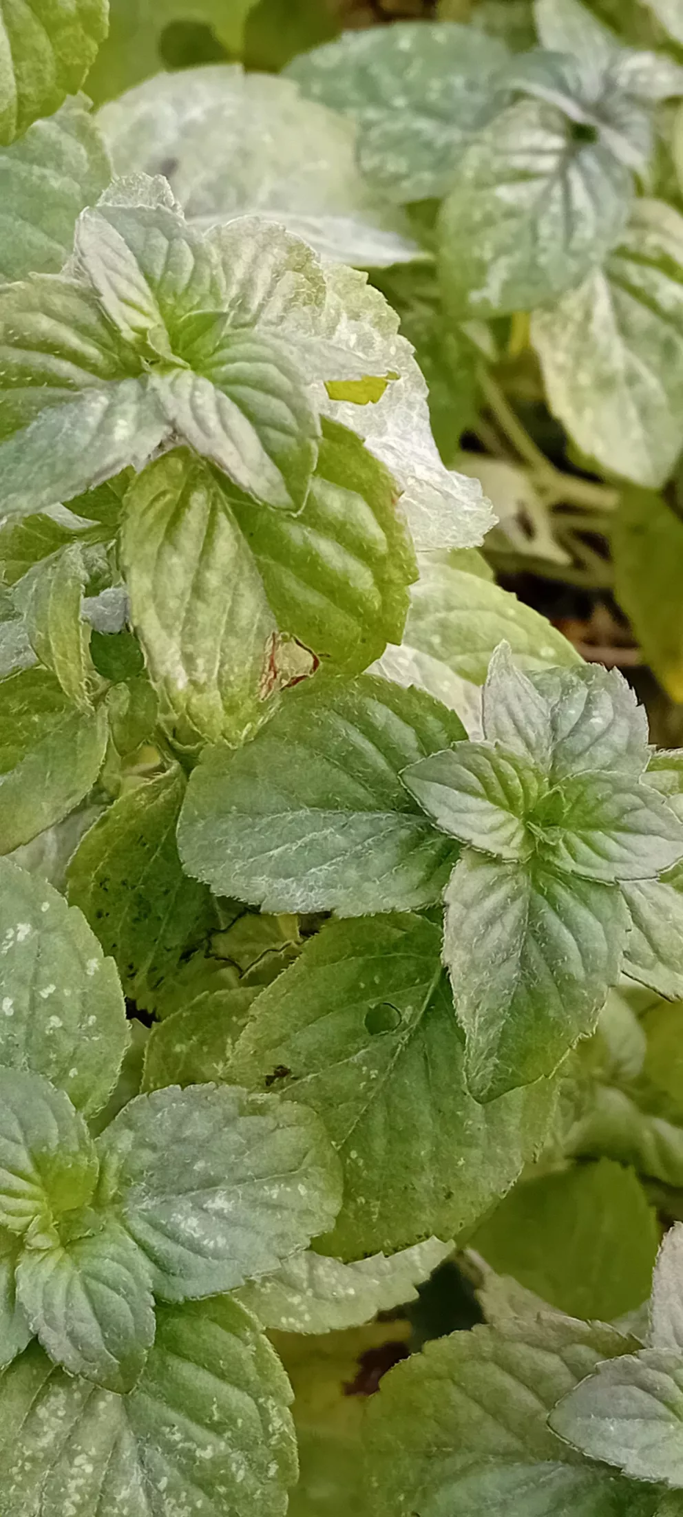 Mentha aquatica
