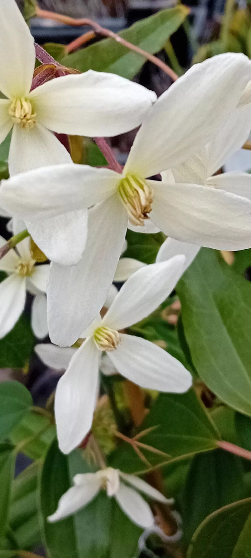 Clematis armandii