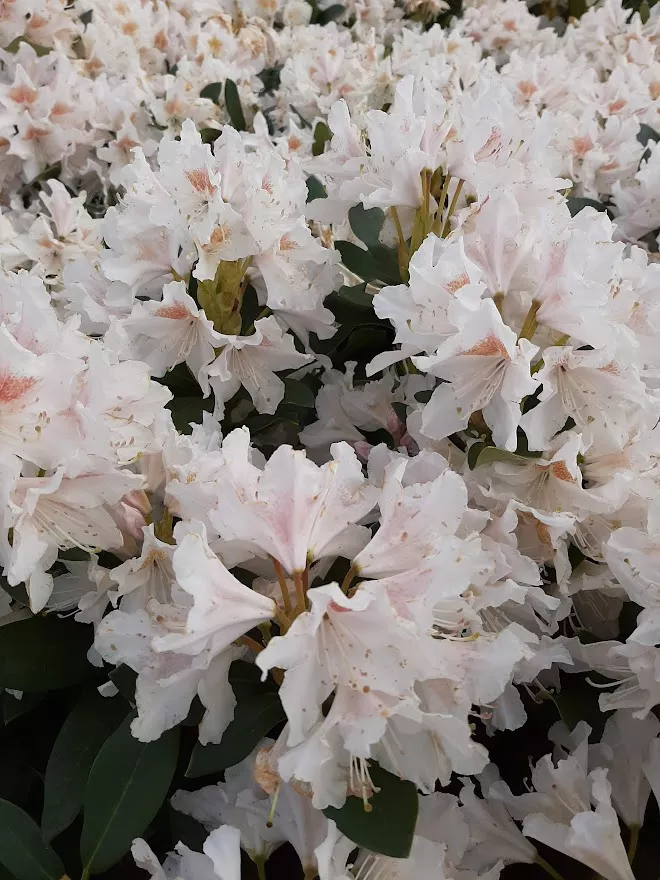 Rhododendron hybride 'Cunningham White' 
