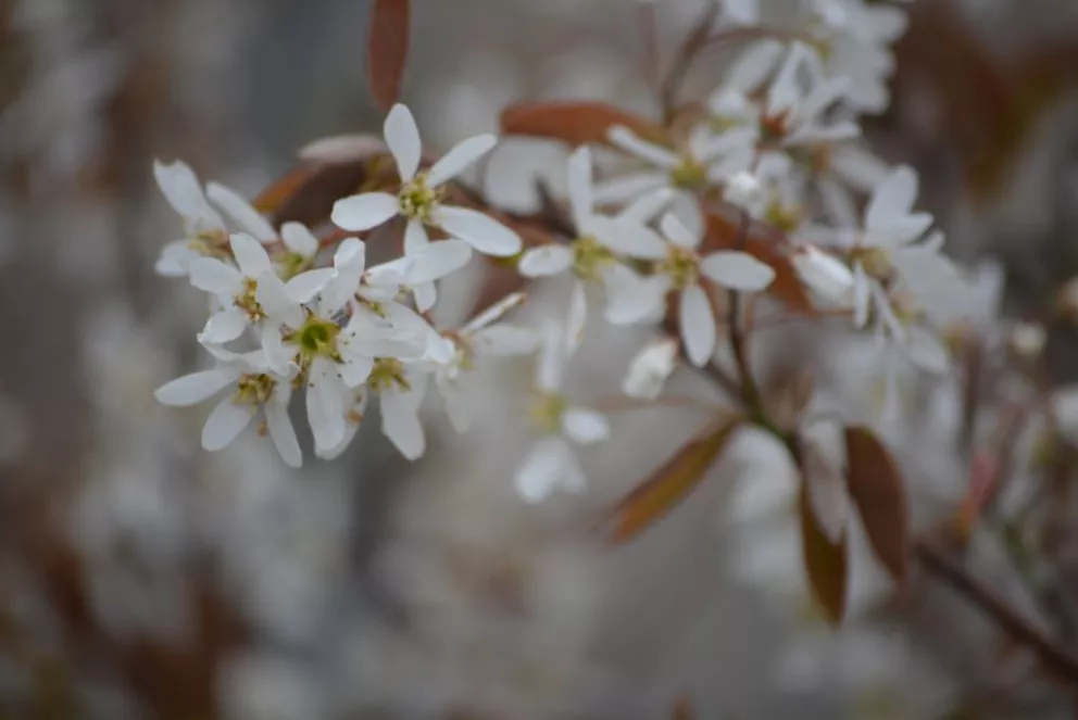 Amelanchier lamarckii