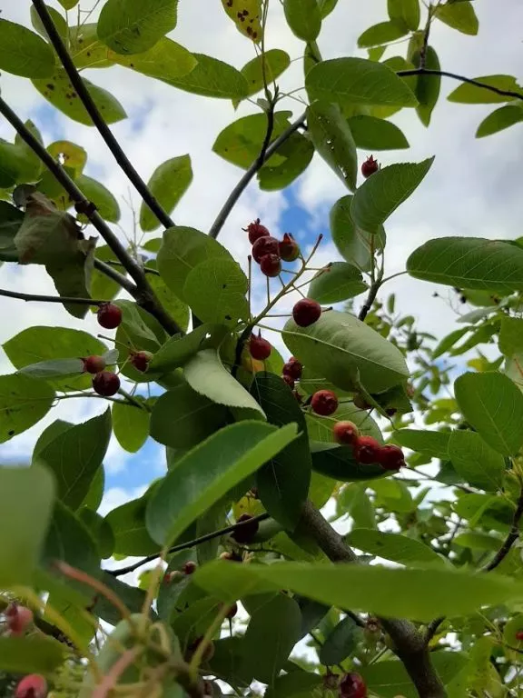 Amelanchier lamarckii