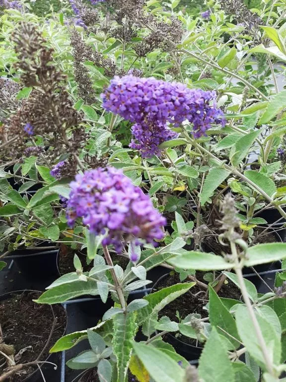 Buddleja d. Free Petite (R) 'Blue Heaven'