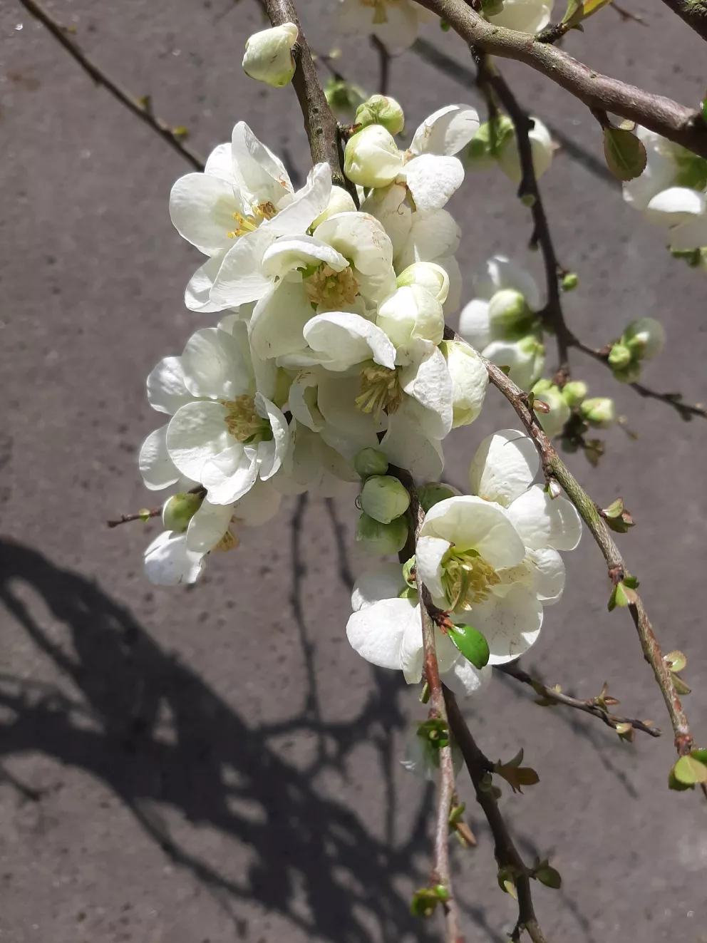 Chaenomeles sup. 'Jet Trail'
