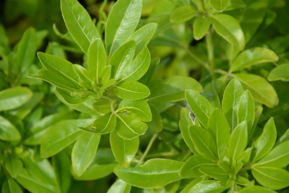 Choisya ternata Choisya ternata