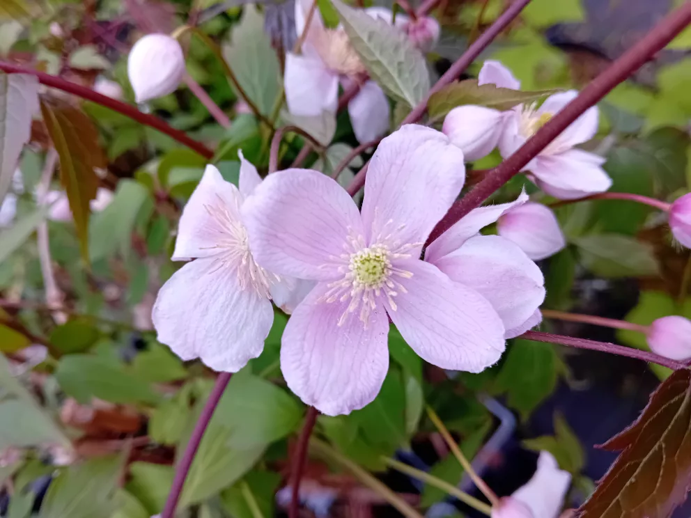 Clematis montana 'Rubens'