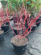 Cornus alba 'Sibirica'