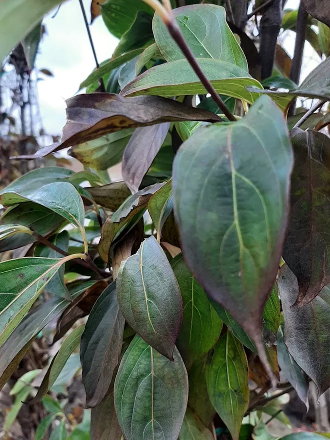 Cornus kousa 'Chinensis'