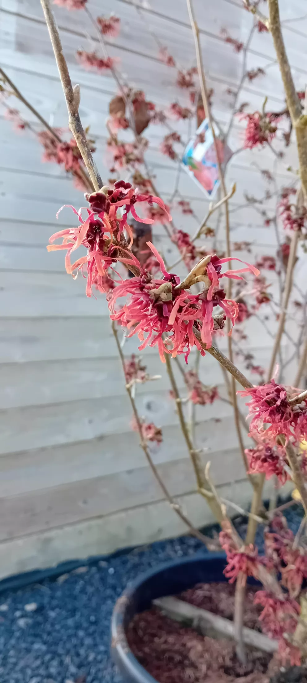 Hamamelis intermedia 'Diane'