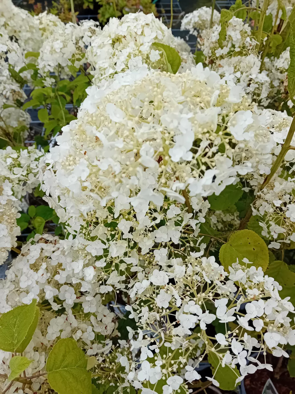 Hydrangea arb. 'Strong Annabelle' ®
