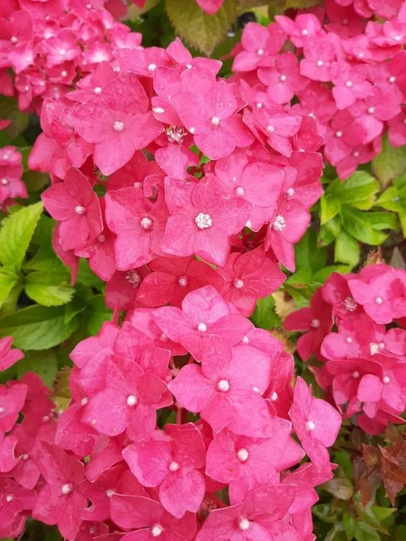 Hydrangea macrophylla 'Freudenstein'