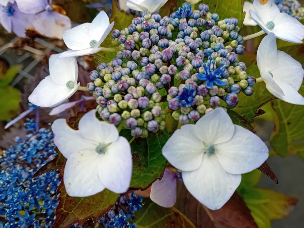 Hydrangea macr. 'Mariersii Perfecta'