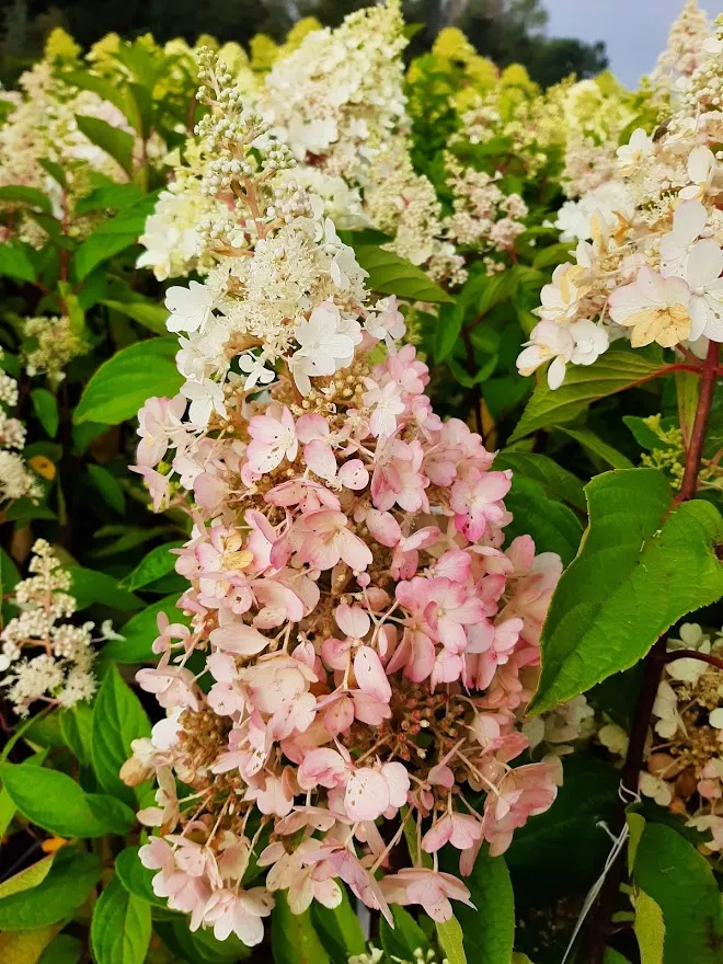 Hydrangea paniculata 'Pinky Winky'