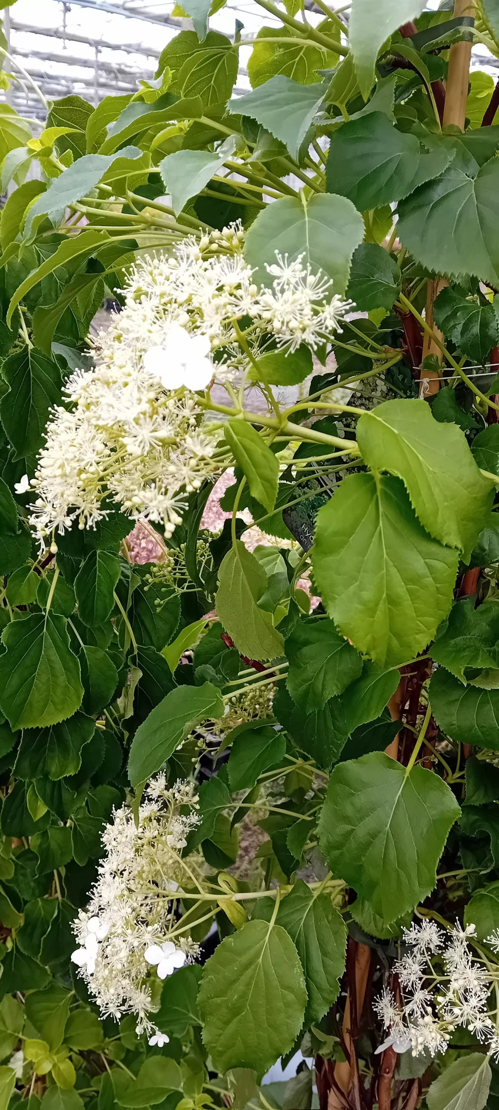 Hydrangea petiolaris