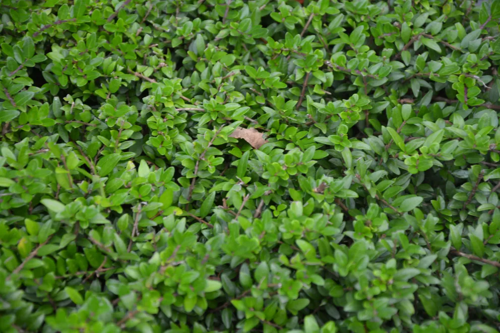 Lonicera nitida 'Elegant'