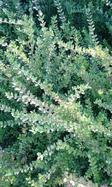 Lonicera nitida 'Maigrun'