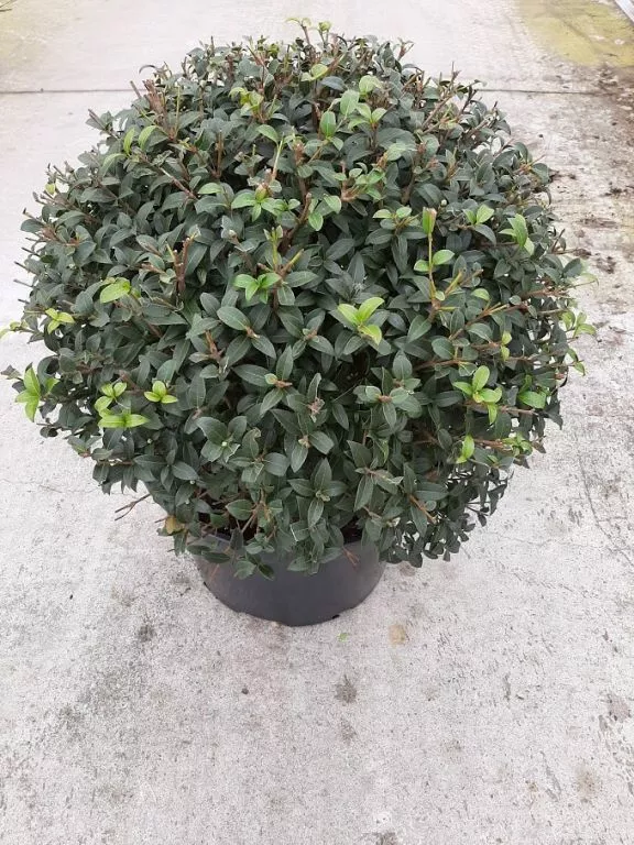 Osmanthus burkwoodii BOL