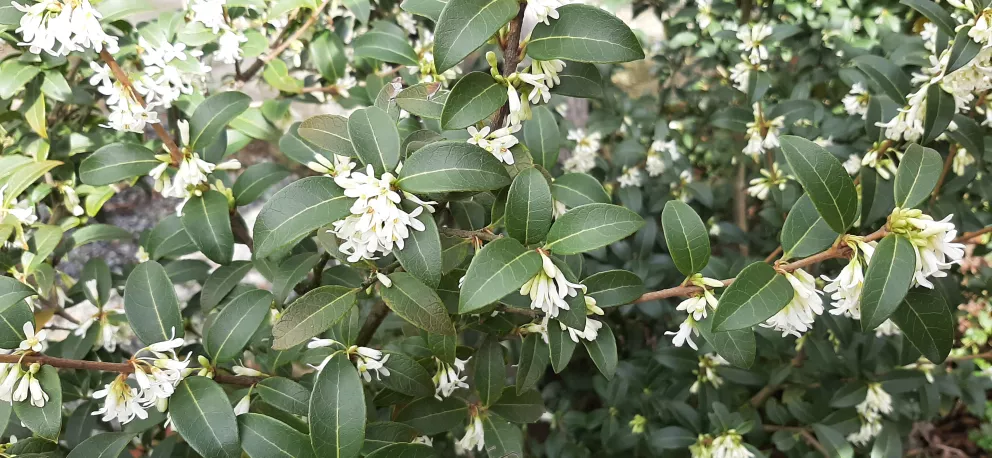 Osmanthus burkwoodii