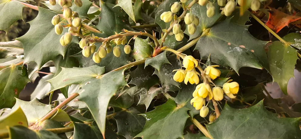 Osmanthus heterophyllus