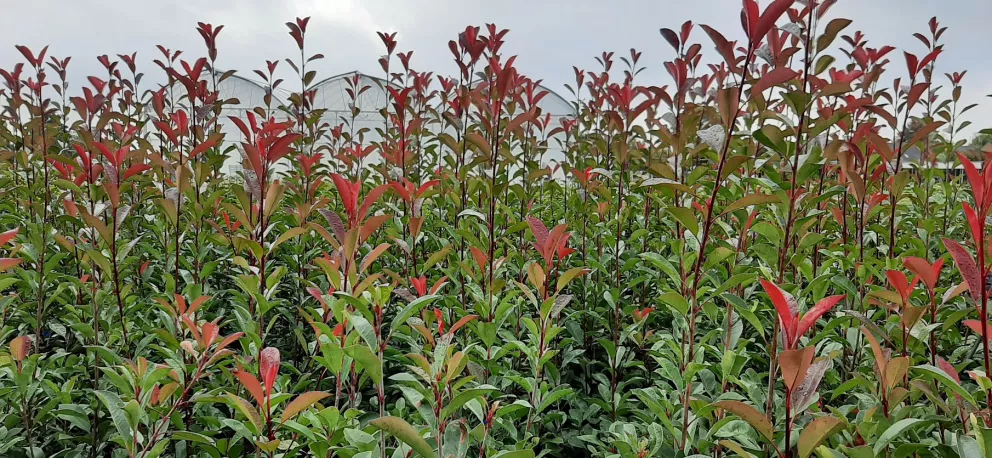 Photinia fr. 'Red Robin'