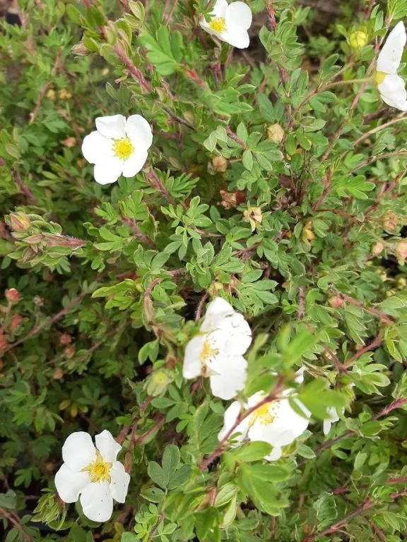 Potentilla frut. 'Abbotswood' Potentilla frut. 'Abbotswood'