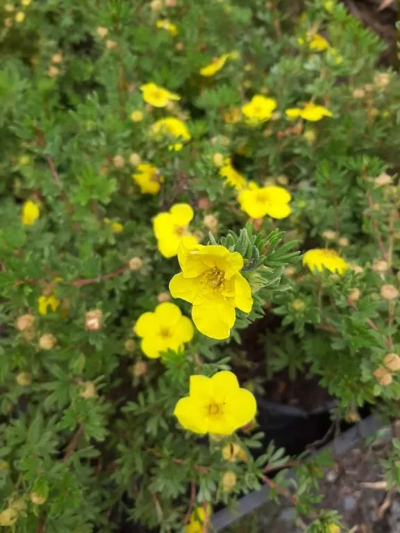 Potentilla frut. 'Goldfinger'