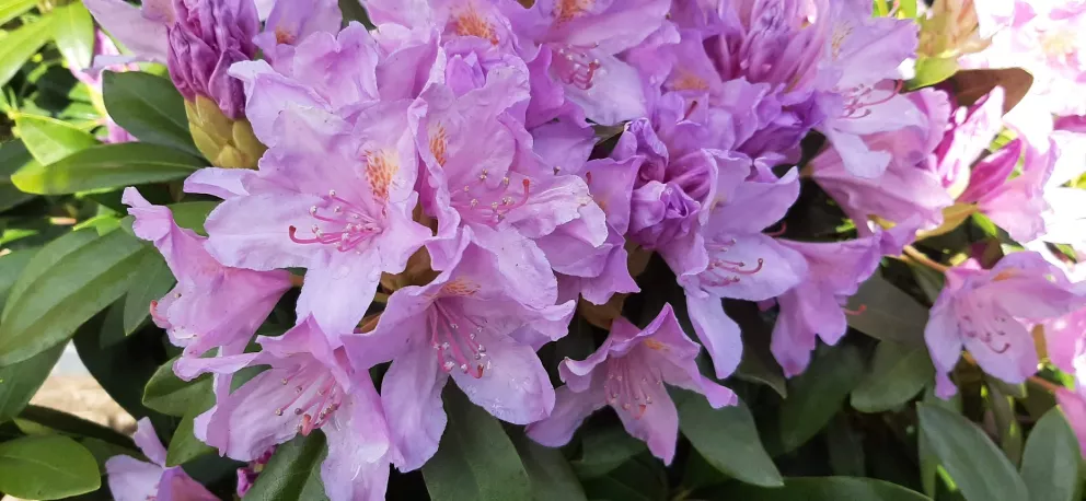 Rhododendron ponticum