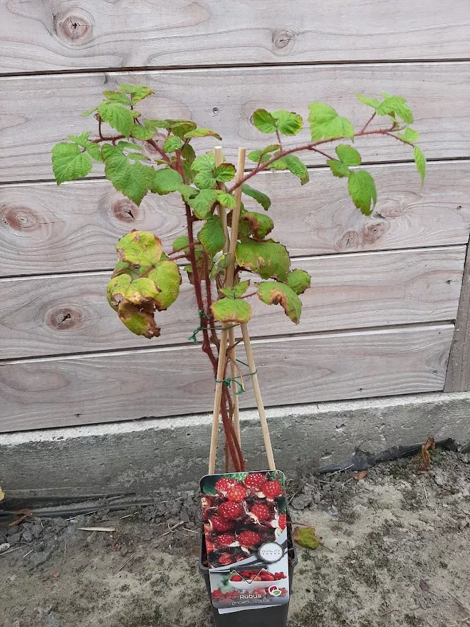 Rubus phoenicolasius