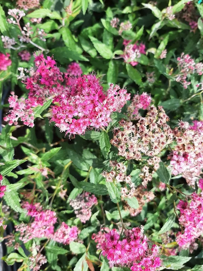 Spirea japonica. 'Anthony Waterer'