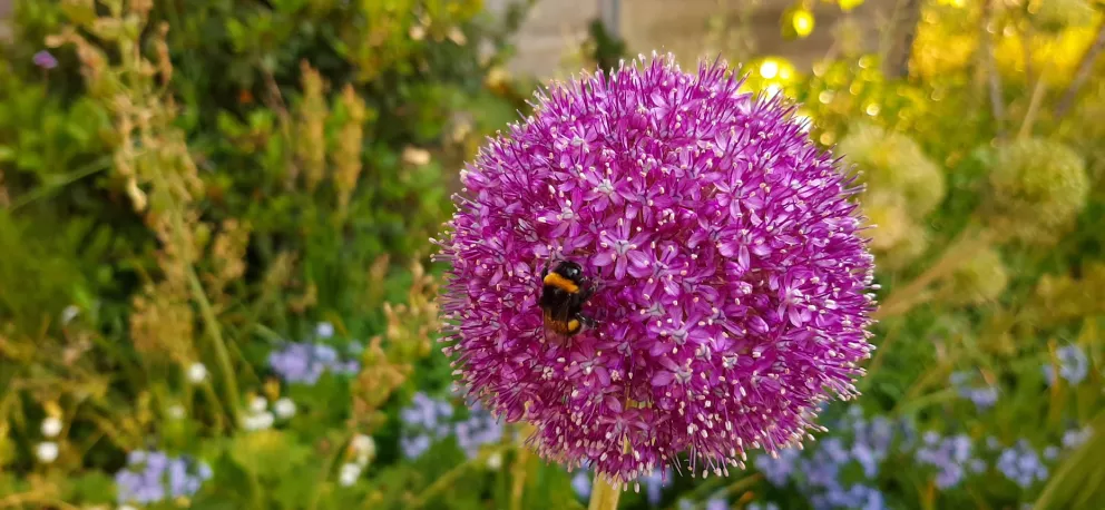 Allium  'Gladiator'