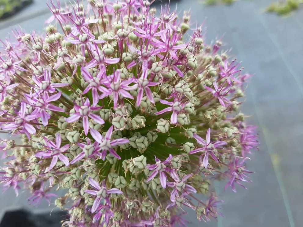 Allium 'Ambassador' ® (25 stuks)