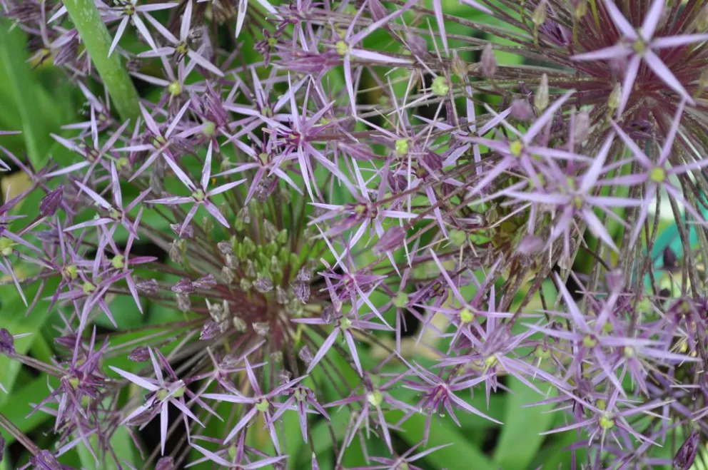 Allium christophii (50 stuks)