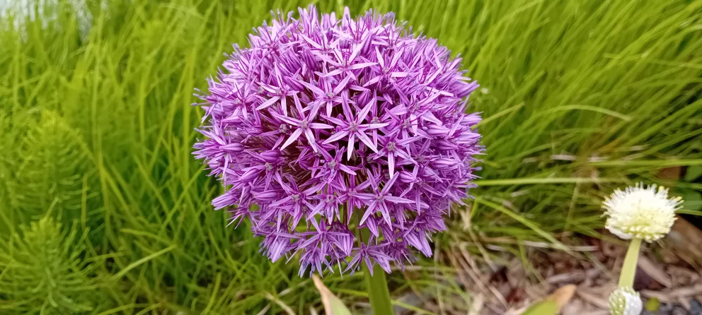 Allium 'Globemaster' P12