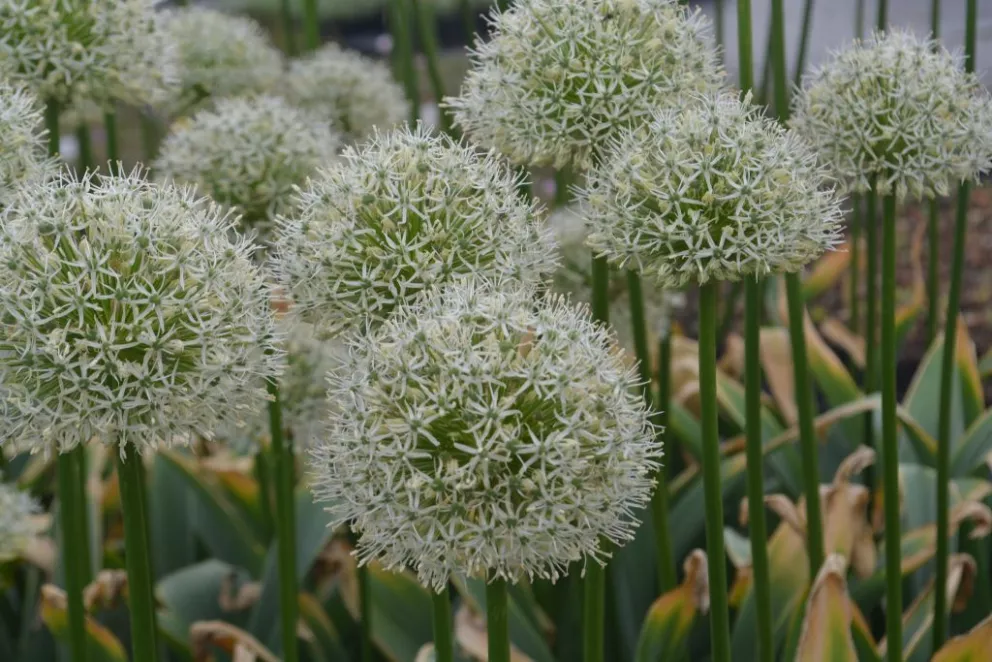 Allium 'Mount Everest'