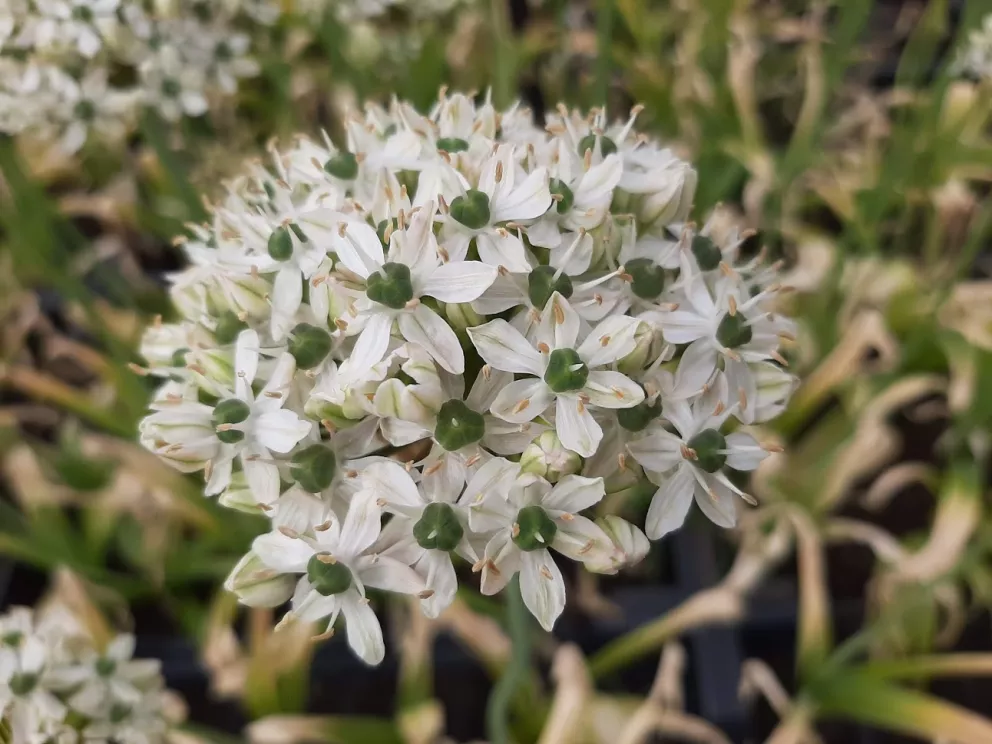 Allium nigrum