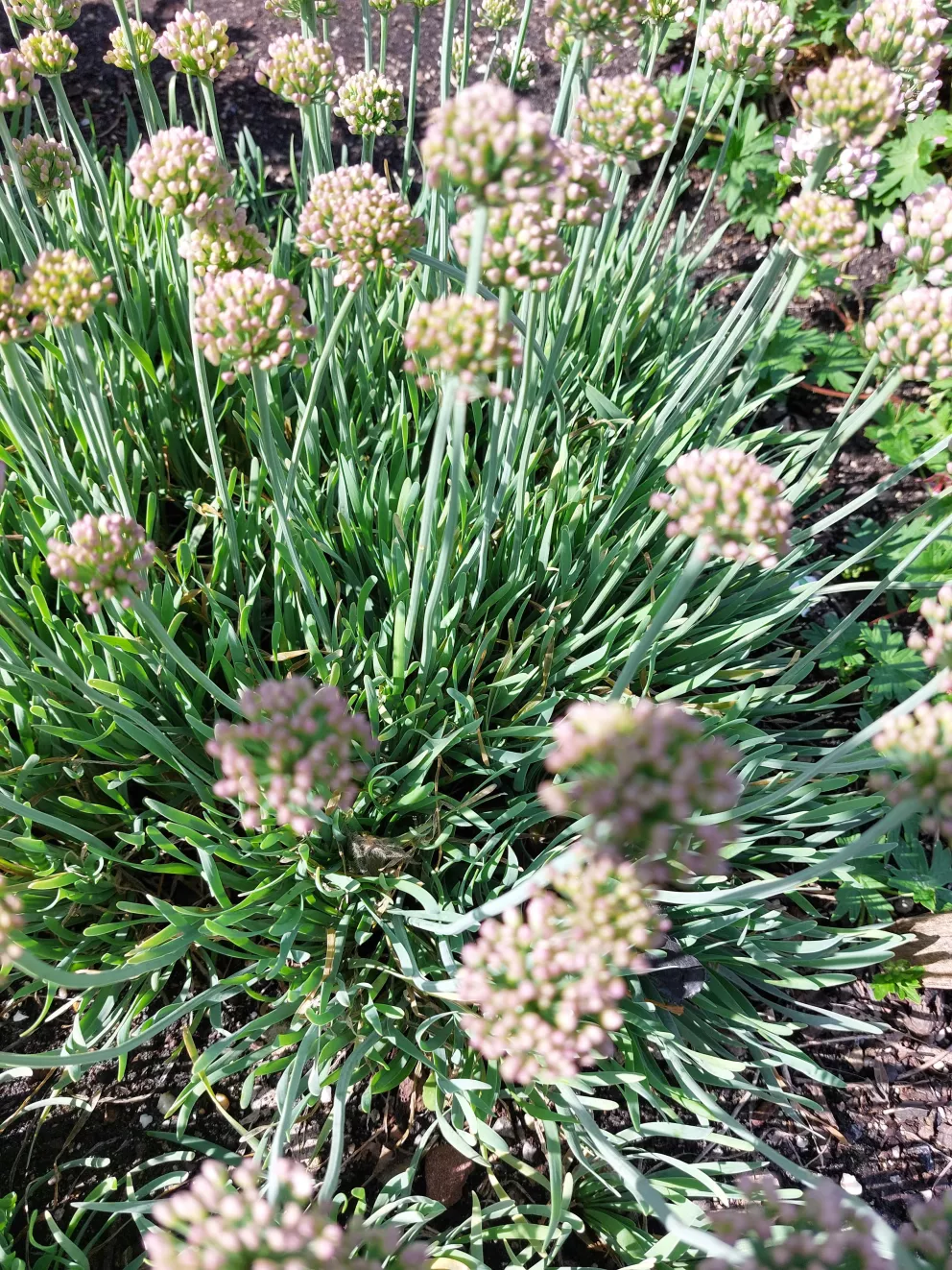 Allium senescens 'Glaucum'