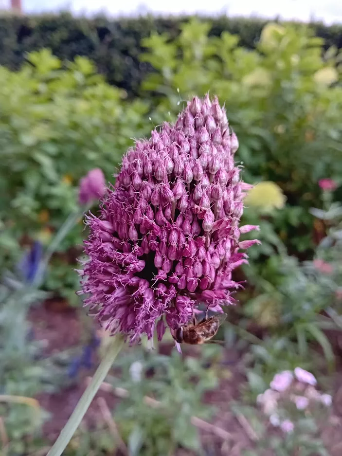 Allium sphaerocephalum P9