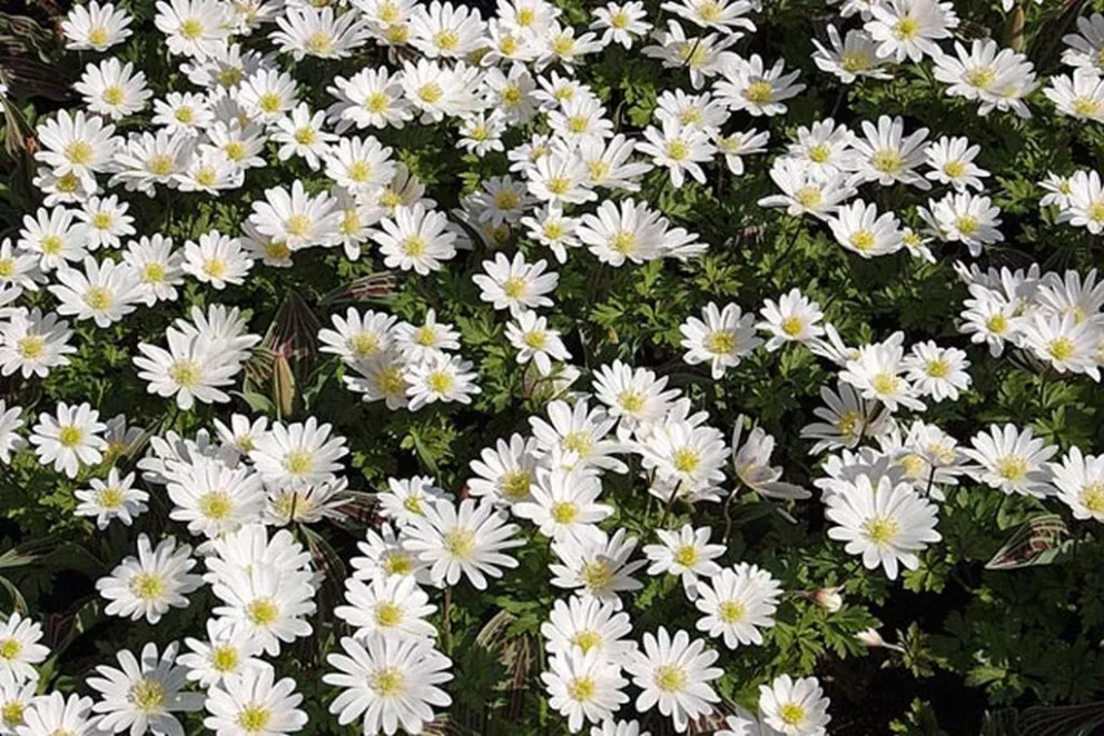 Anemone blanda 'White Splendour'
