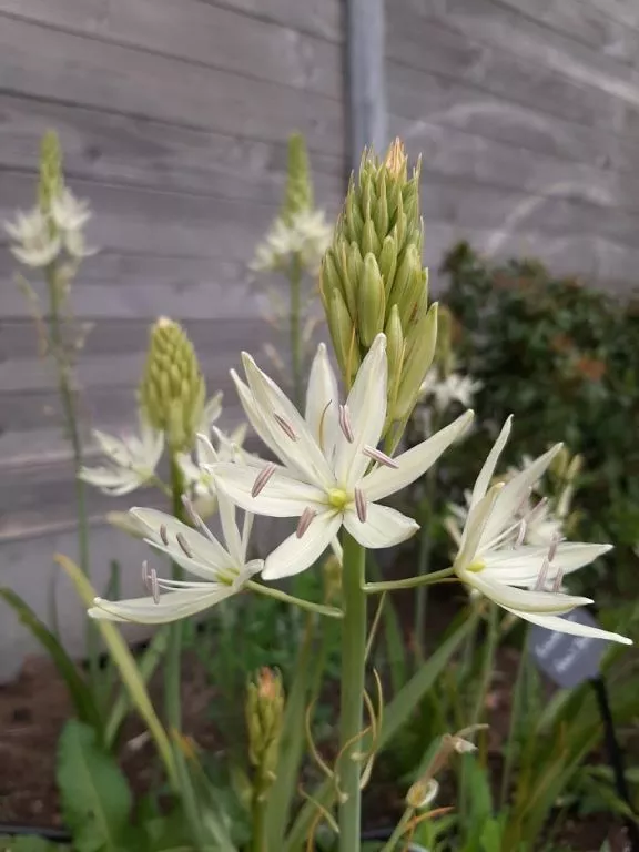 Camassia leichtlinii 'Alba' Camassia leichtlinii 'Alba'