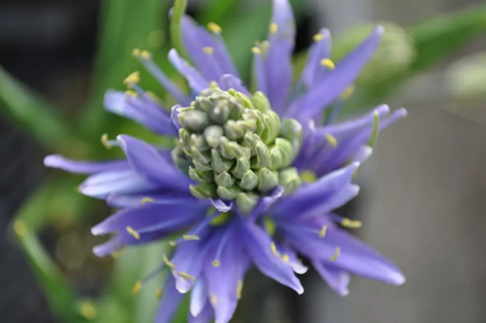 Camassia leichtlinii 'Caerulea' Camassia leichtlinii 'Caerulea'