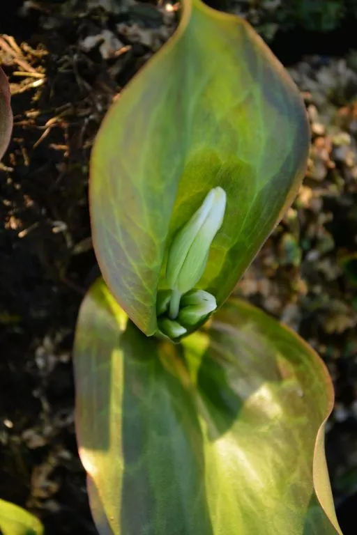 Erythronium hybride 'Pagode' (10 stuks)