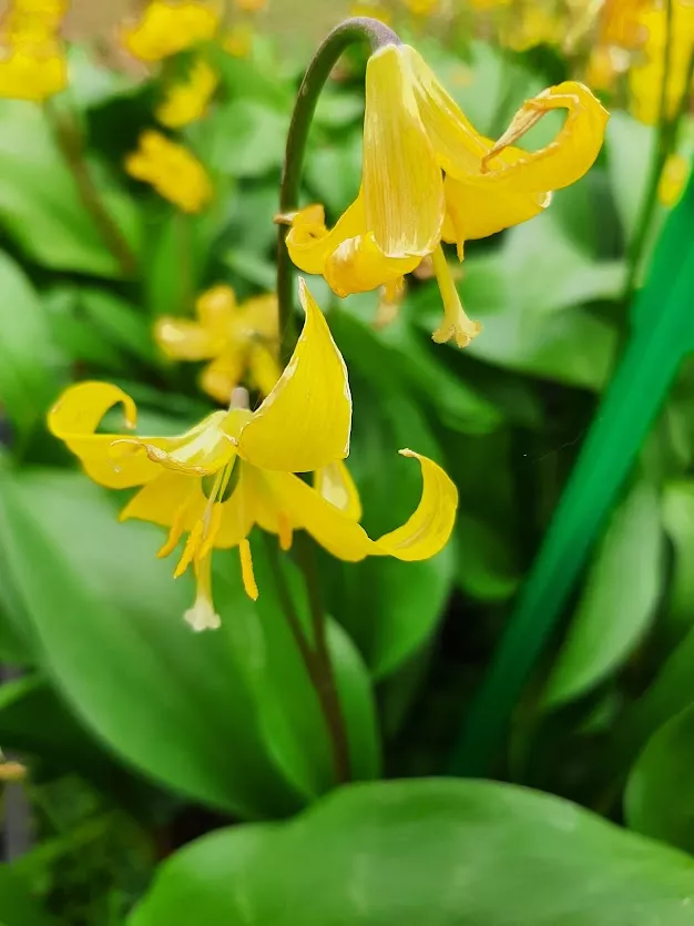 Erythronium hybride 'Pagode' (10 stuks)
