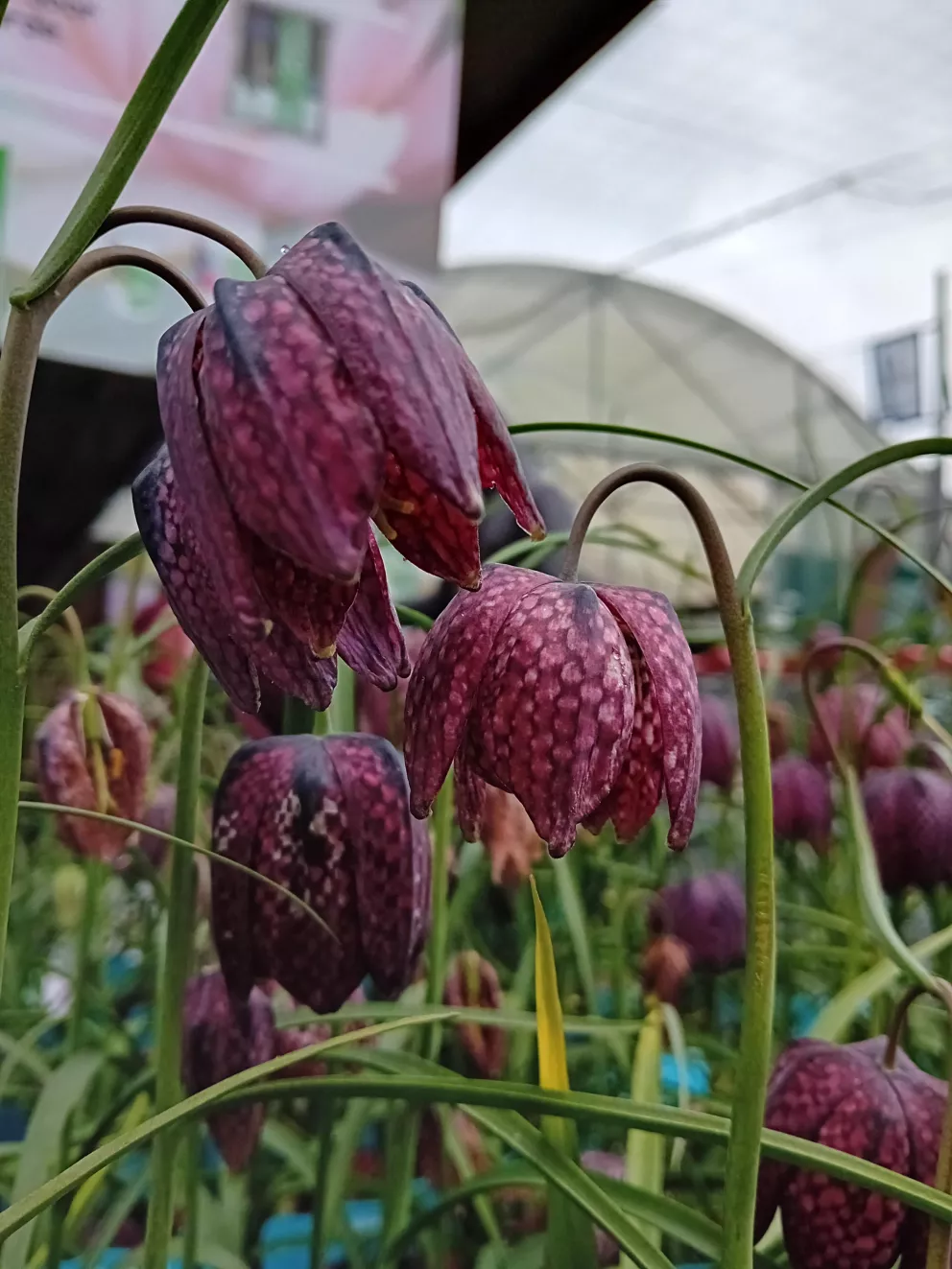 Fritillaria meleagris (50 stuks)