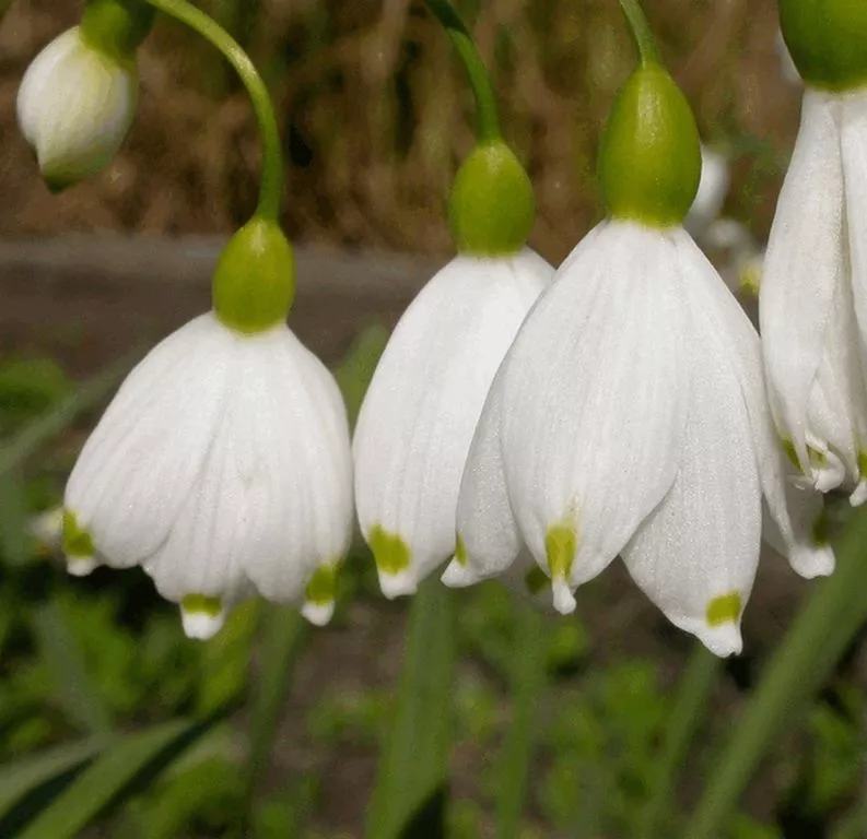 Leucojum aestivum (10 stuks)