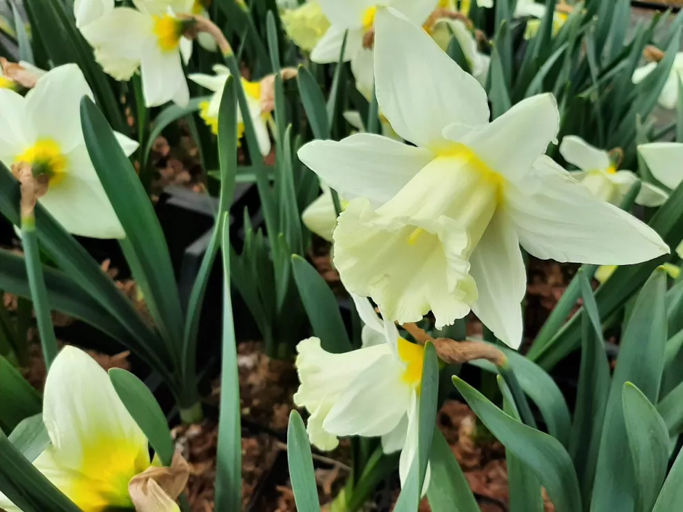Narcis 'Mount Hood' Narcis 'Mount Hood'