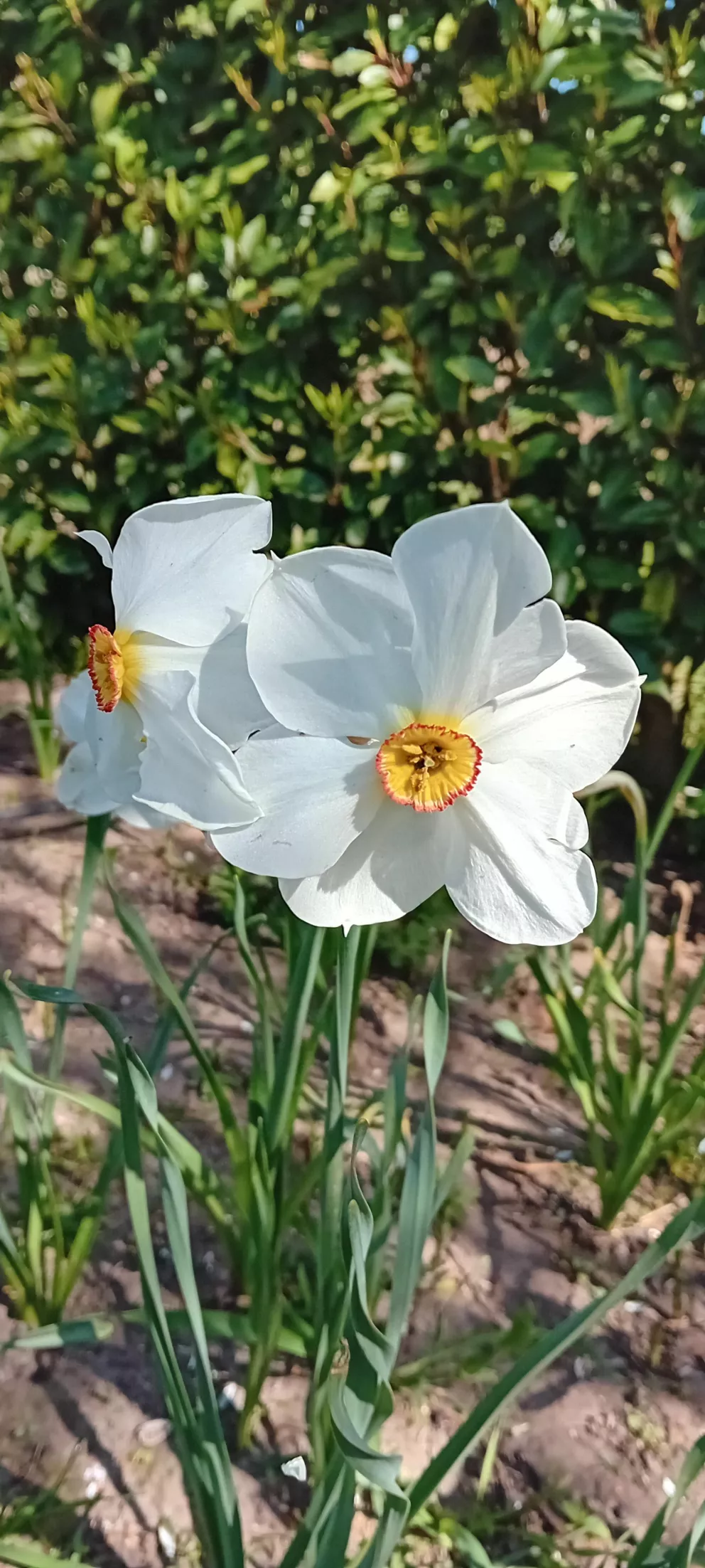 Narcissus poeticus recurvus Narcissus poeticus recurvus