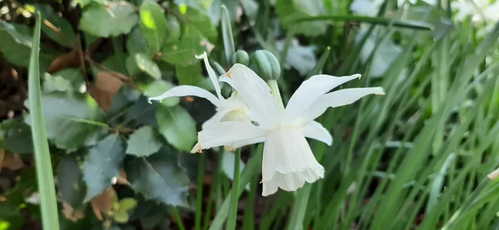 Narcissus triandrus 'Thalia' Narcissus triandrus 'Thalia'
