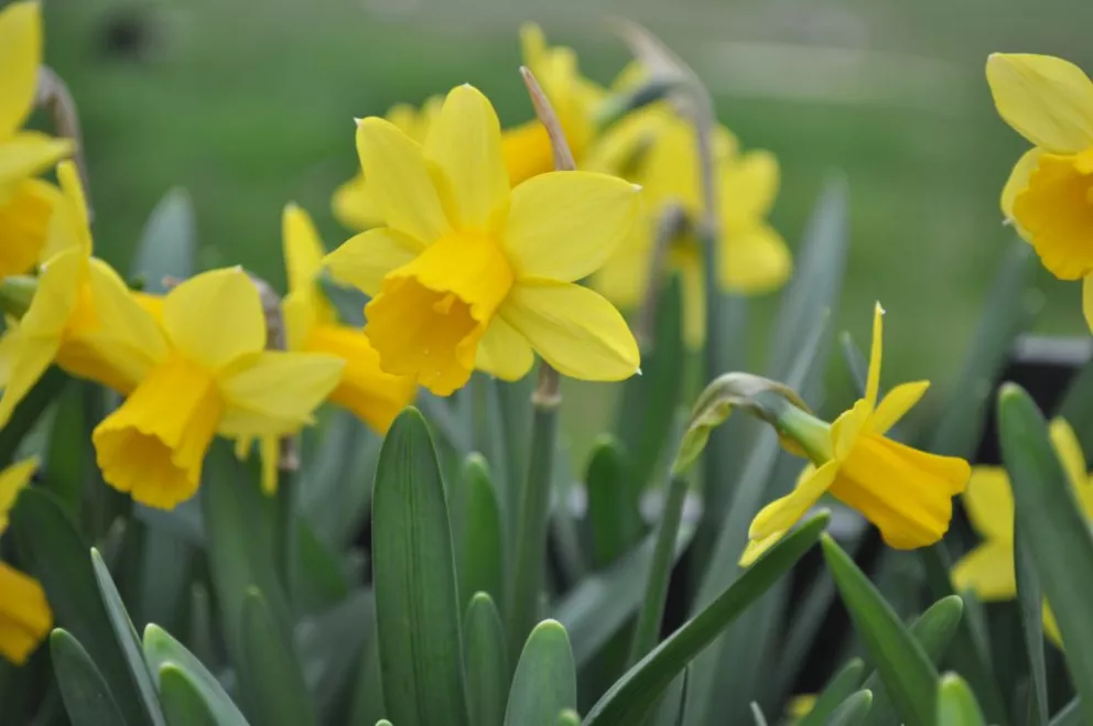 Narcis 'Tête à Tête' P9